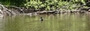 canards du lac chambon